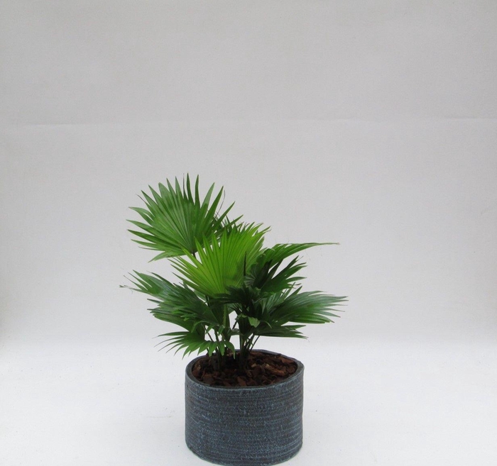 <h4>Livistona rotundifolia in Ruby pot</h4>