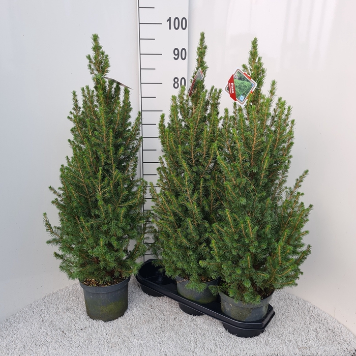 <h4>PICEA GL CONICA</h4>