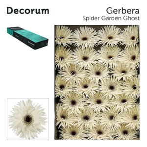 Gerbera Spider Garden Ghost Doos