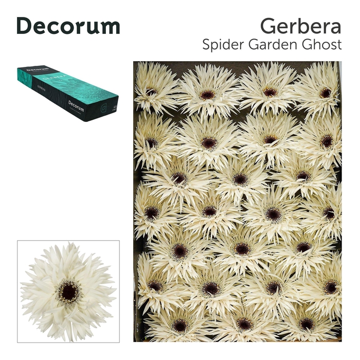 <h4>Gerbera Spider Garden Ghost Doos</h4>