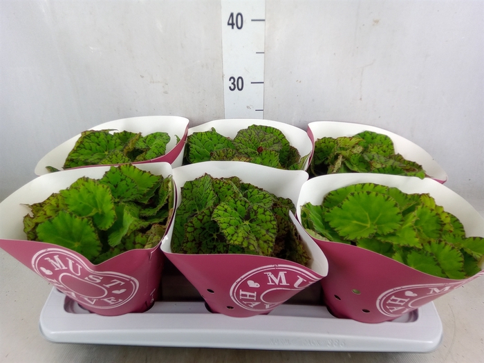 <h4>Begonia BD 'Lime Fever'</h4>