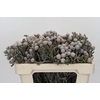 Kaaps Groen Silver Brunia