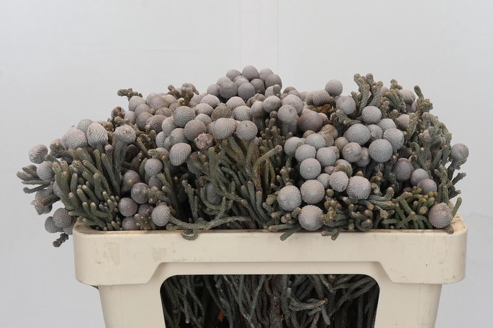 <h4>Cape Green Silver Brunia</h4>