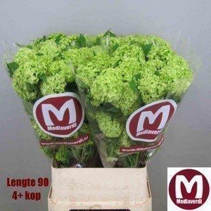 Viburnum roseum
