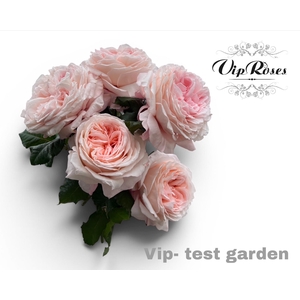 R GR OV VIP TEST GARDEN