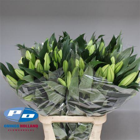 <h4>Li Ot Overig White 2+</h4>