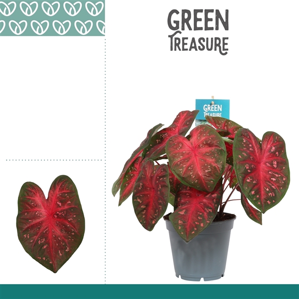 <h4>Caladium Fast Flash</h4>