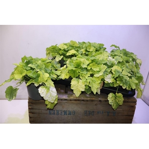 Tolmiea M Variegata