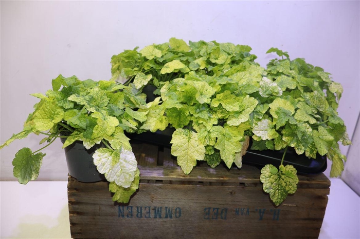<h4>Tolmiea M Variegata</h4>