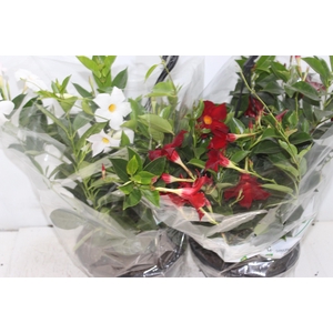 DIPLADENIA C21