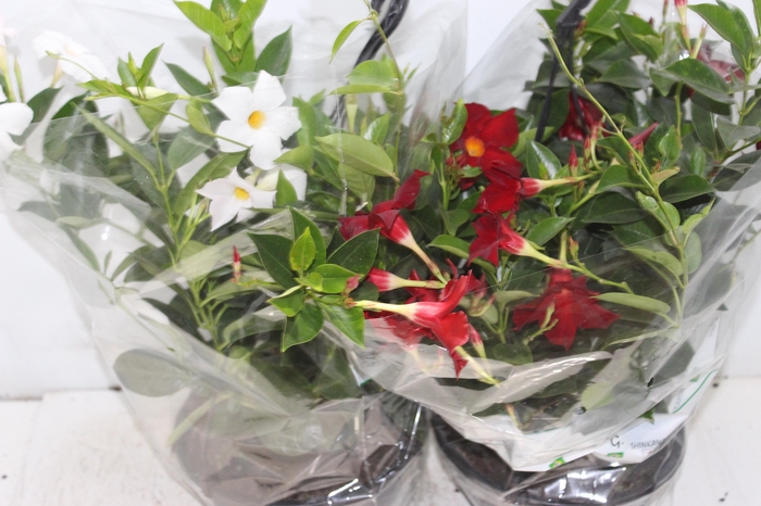 <h4>DIPLADENIA C21</h4>
