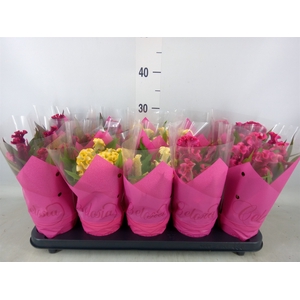 Celosia arg. CR 'Hot Topic'   ..mix