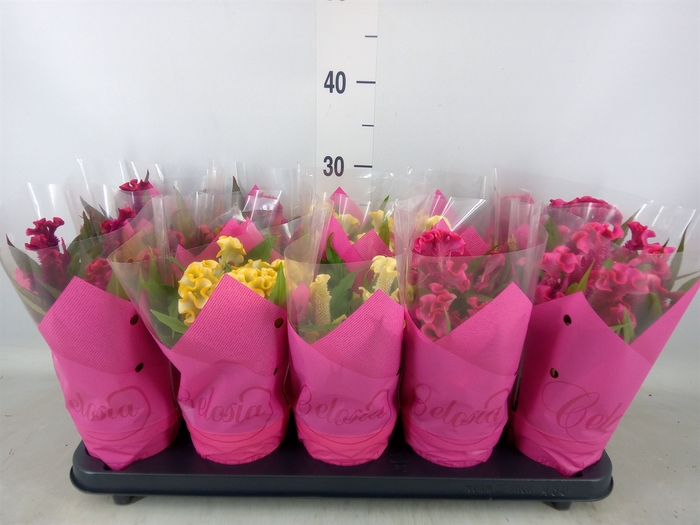 <h4>Celosia arg. CR 'Hot Topic'   ..mix</h4>