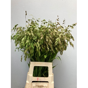 Chasmanth Latifolium