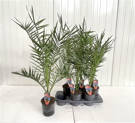 <h4>Phoenix Canariensis</h4>