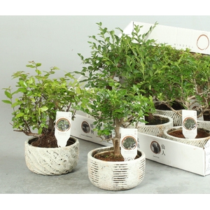 BONSAI GEM