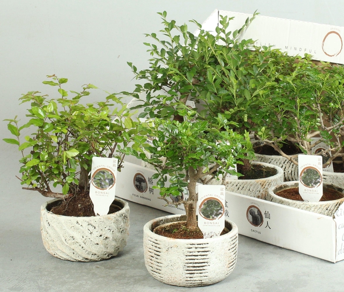 <h4>BONSAI GEM</h4>