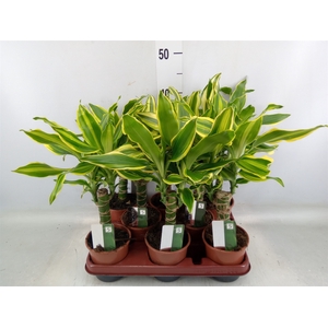 Dracaena frag.   ...mix 3