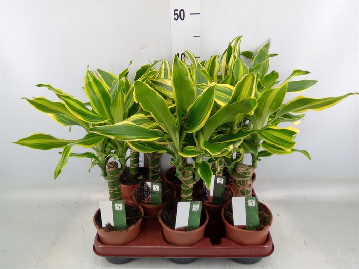 <h4>Dracaena frag.   ...mix 3</h4>