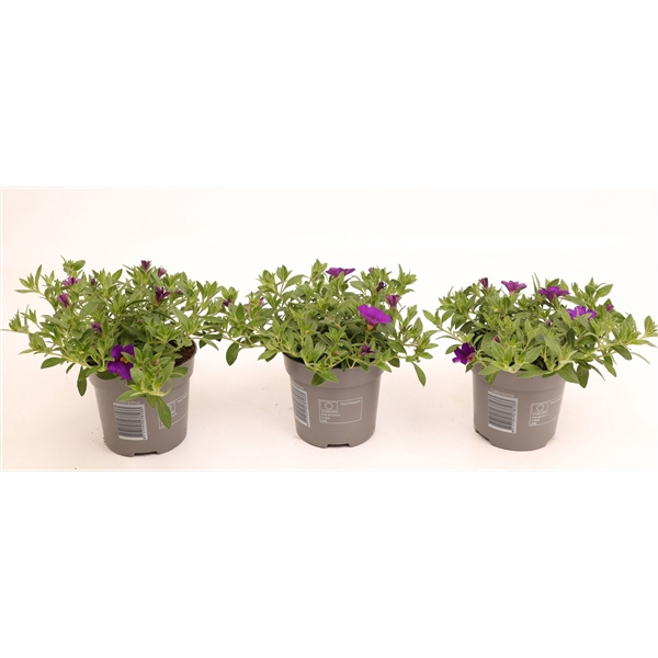 <h4>Calibrachoa Cabaret Deep Blue</h4>