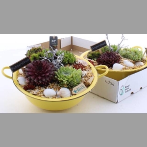 ARR SEMPERVIVUM