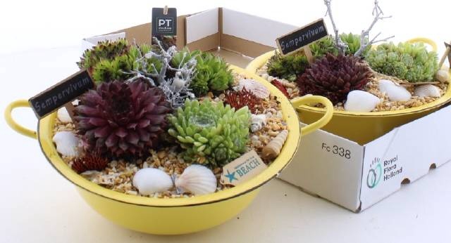 <h4>ARR SEMPERVIVUM</h4>
