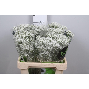 Gyps Pa Millio Daisy