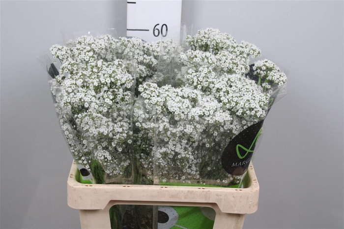 <h4>Gyps Pa Millio Daisy</h4>