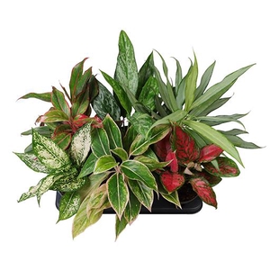 AGLAONEMA COMMUTATUM P12 MIX