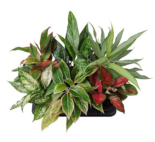 AGLAONEMA COMMUTATUM P12 MIX