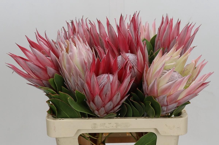 Protea Cynaroides