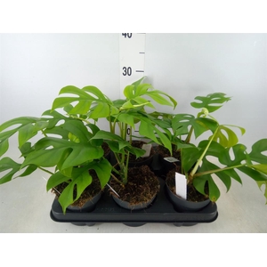 Monstera delic. 'Little Sister'