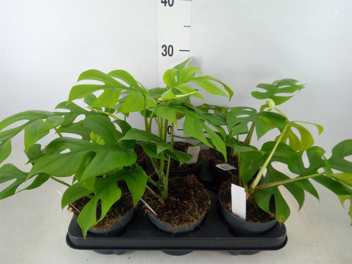 <h4>Monstera delic. 'Little Sister'</h4>