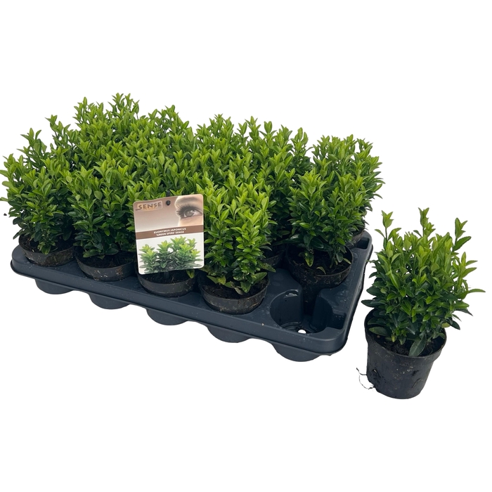 <h4>Euonymus jap. 'Green Spire' (Jean Hugues) sense</h4>