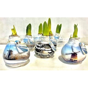 Bloembol Hippeastrum