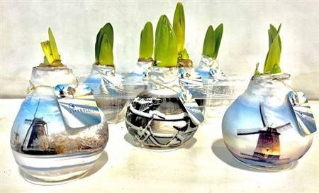 <h4>Bloembol Hippeastrum</h4>