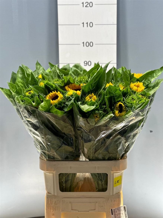 <h4>Helianthus Vincent's Choice</h4>