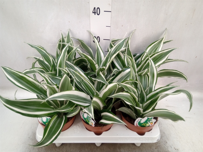 <h4>Dracaena frag. 'White Jewel'</h4>