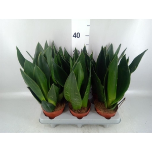 Sansevieria trifa. 'Futura Superba'