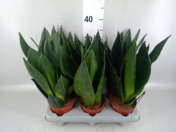 <h4>Sansevieria trifa. 'Futura Superba'</h4>