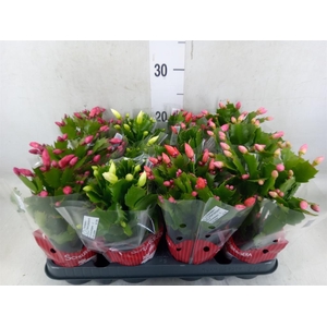 Schlumbergera   ...mix 3