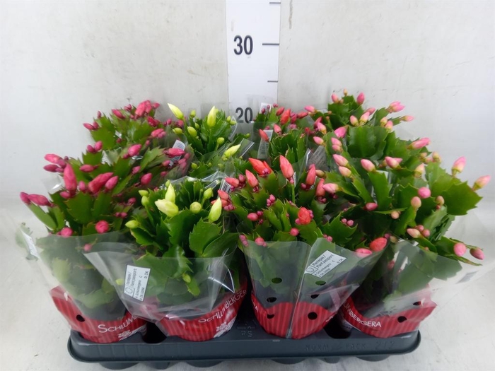 <h4>Schlumbergera   ...mix 3</h4>