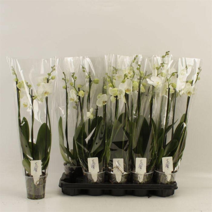 <h4>Phal Ov Wit</h4>