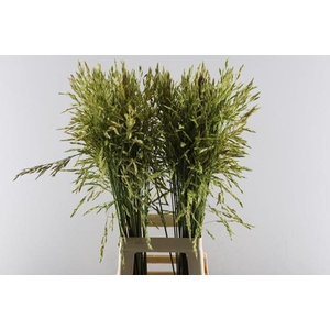 Siergras Klb Rood H%