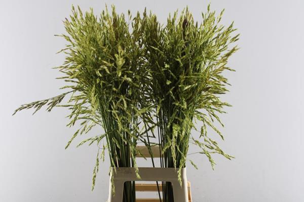 <h4>Siergras Klb Rood H%</h4>