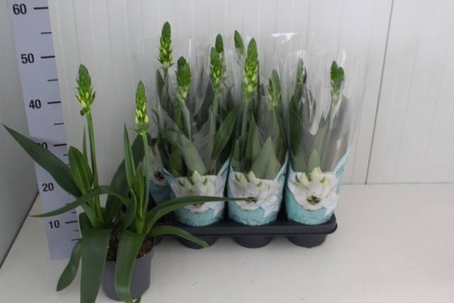 <h4>ORNITHOGALUM THYRSOI</h4>