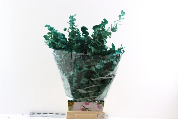 <h4>Pres Euca Stuartiana Tourquoise Bunch</h4>