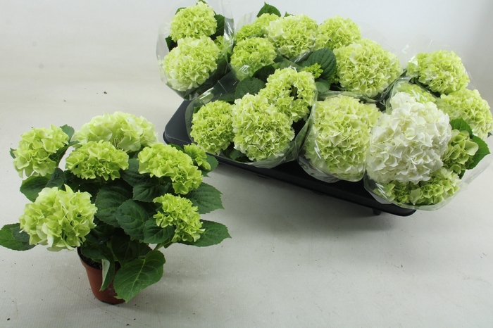 <h4>HYDR M WUDU</h4>