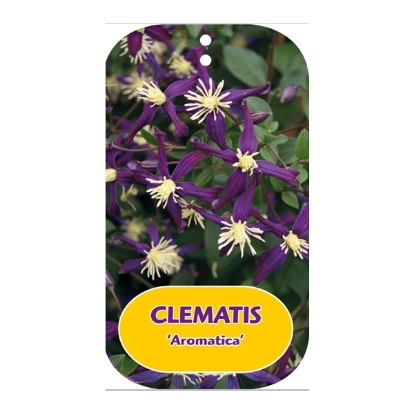 <h4>Clematis 'Aromatica'</h4>