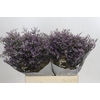 Limonium ov Safora Lilac